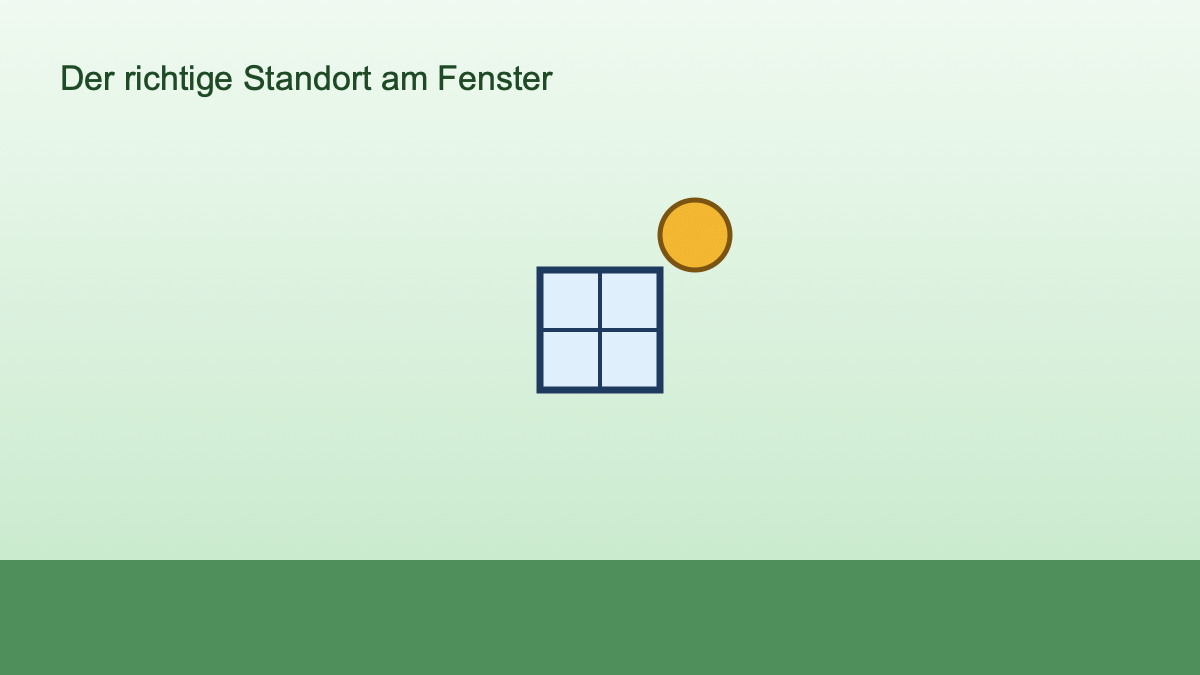 Symbolbild eines Fensters mit Sonne für den passenden Lichtstandort von Pflanzen